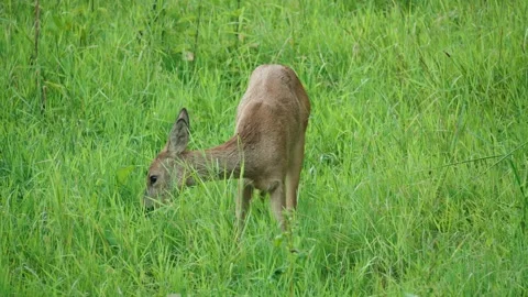 Roe eat plants Stock Footage 300287315