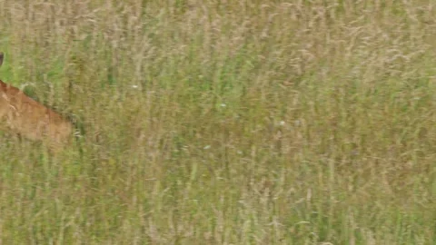 Roe eat plants Stock Footage 300287366