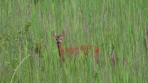 Roe eat plants Stock Footage 300287380