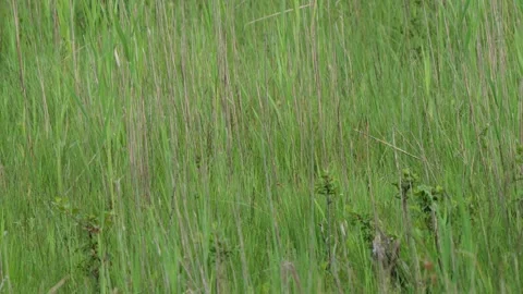 Roe eat plants Stock Footage 300287382
