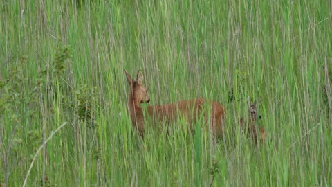 Roe eat plants Stock Footage 300287508