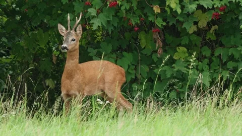 Roe eat plants Stock Footage 300287795