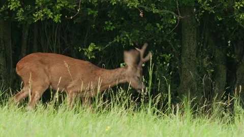 Roe eat plants Stock Footage 300287858
