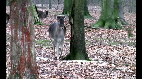  	 Roe Vídeo Stock 343337