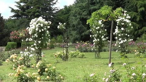 Roe garden Stock Footage 338092461