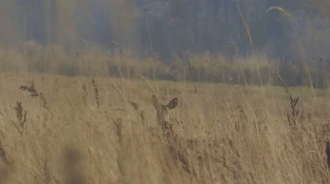 ROE HIDING BEHIND TALL GRASS Stock Footage 68859352