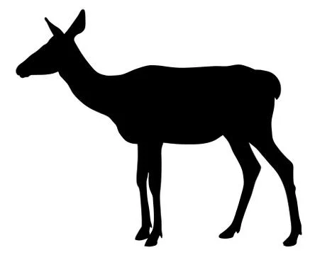 Roe Stock Illustration