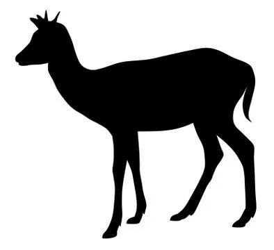 Roe Stock Illustration