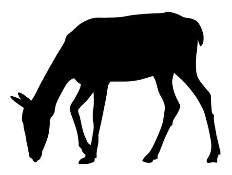 Roe Stock Illustration