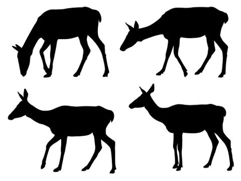 Roe Stock Illustration