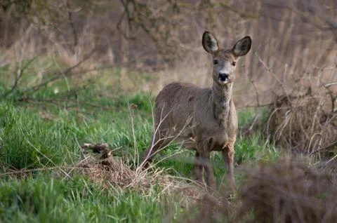 Roe looking at the camera. Stock Photos
