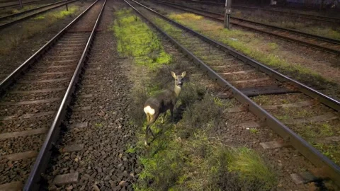 Roe or deer cautiously crosses railroad tracks at night, showcasing the delicate Видео 335886517