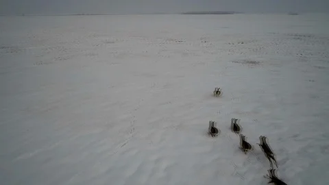 The Roe in the pack runs in the snow 스톡 동영상 100226101