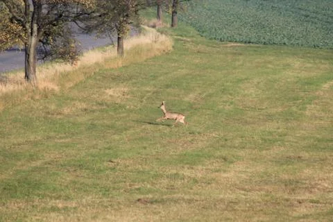 The roe running on road Foto stock