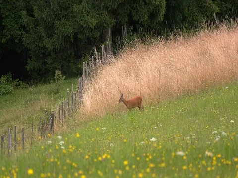 Roe runs in the mountain meadow Stock Footage 78130556