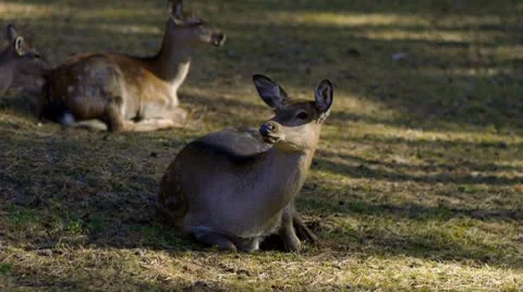 Roe the Siberian Video stock 8906938