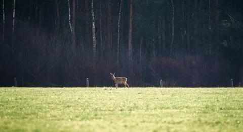 Roe standing in field. Stock Photos