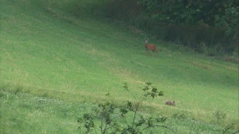 Roebuck and hare on a meadow in summer Stock Footage 276161997