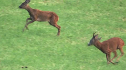 Roebuck and roe deer runs over a meadow in summer Stock Footage 276162002