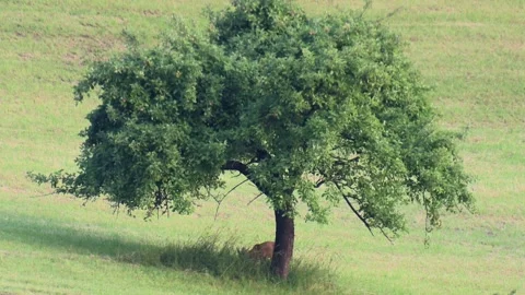 Roebuck eats under a tree on a meadow Stock Footage 275348812