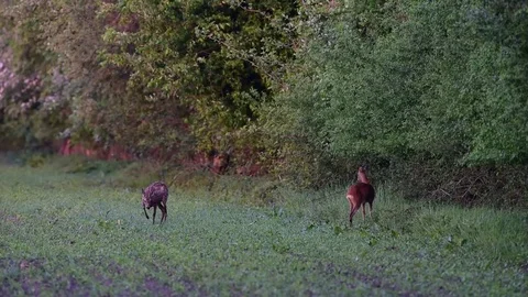 Roebuck on the field Stock Footage 75564328