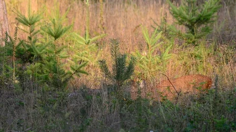 Roebuck in the forest Stock Footage 75807082