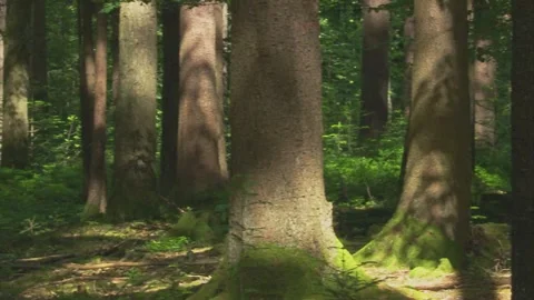 Roebuck in the forest in spring Stock Footage 271619241