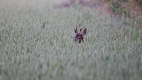 Roebuck looking with his head out of his hiding place in corn field Stock Footage 217970715
