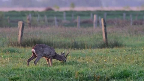 Roebuck on the meadow Stock Footage 75807347