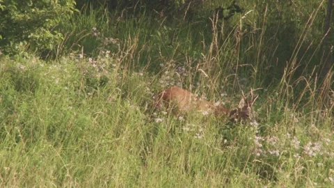 Roebuck on a meadow in high grass Stock Footage 276161921