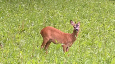 Roebuck on a meadow looking in the camera Stock Footage 275348848