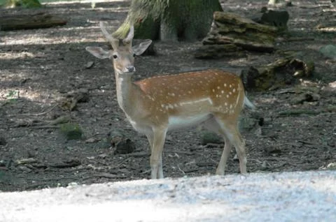 Roebuck Stock Photos