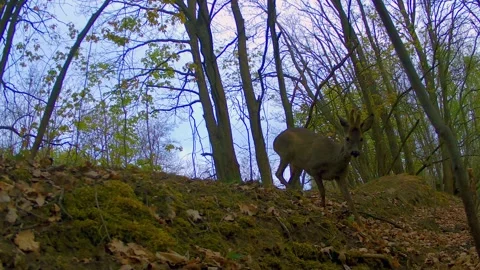 A roebuck is running down a slope. Stock Footage 333508116
