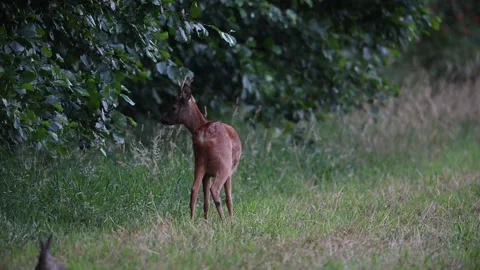 Roebuck standing in a forest meadow with a rabbit in the foreground Stock Footage 299847742