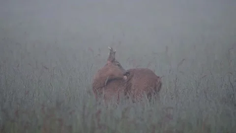 Roebuck stands in a meadow with high grass in the fog and cleans his fur Stock Footage 252973108
