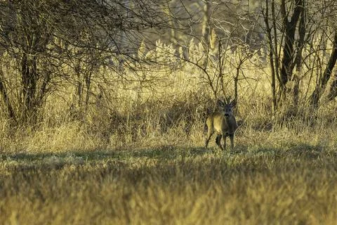 A roebuck at sunset Stock Photos