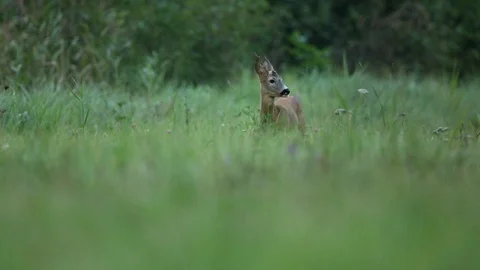 Roebuck in tall grass Stock Footage 106173420