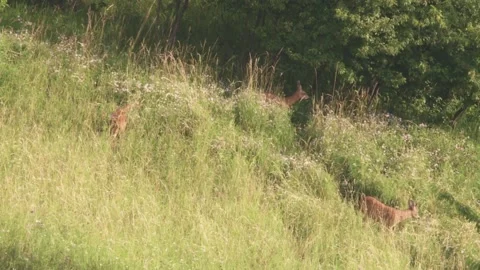 Roebuck with two roe deers on a meadow in summer Stock Footage 276161927