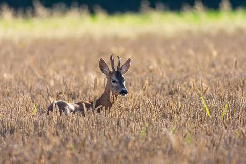 Roebuck in a wheat field Stock Photos