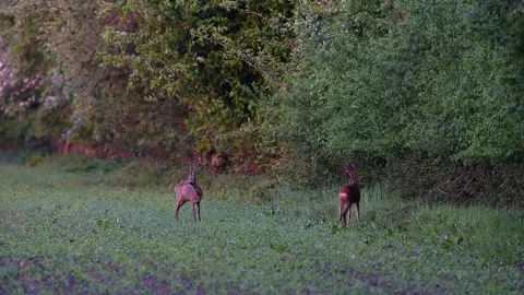 Roebucks on the field Stock Footage 75564341