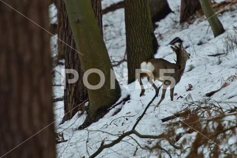 Roedeer with antler and roe jumping to hide to the forest in winter Stock Photos
