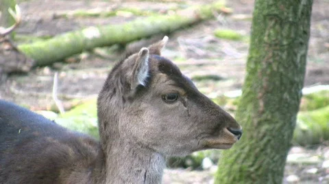 Roedeer in the wood Видео 401034