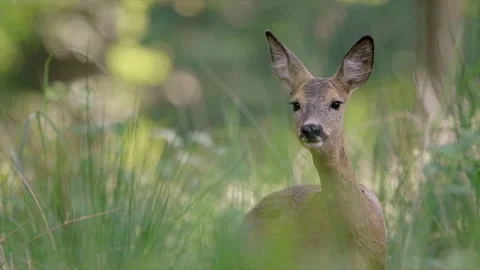 Roedeer_with_fly Stock Footage 261451753
