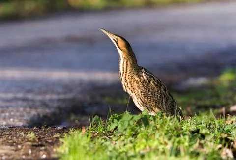 Roerdomp, Eurasian Bittern, Botaurus stellaris Stock Photos