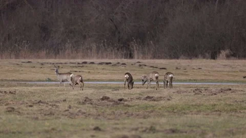 Roes deer feeding in the meadow, 4K slomo Stock Footage 171323271