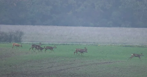 Roes deer running across the field, fall, 4K slomo 스톡 동영상 166029855