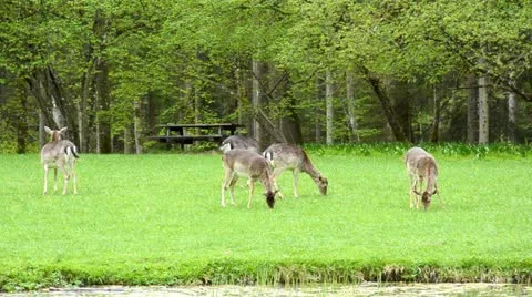 Roes graze on the meadow in front of a forest Video stock 11023428