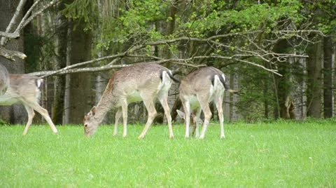 Roes graze on the meadow in front of a forest Vidéo 11023447