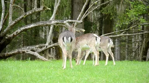 Roes graze on the meadow in front of a forest Video stock 11023487