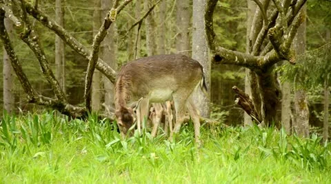 Roes graze on the meadow in front of a forest Video stock 11023510